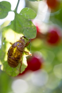 「アブラゼミ」のサムネイル画像