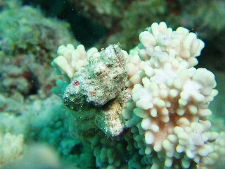 「ニライカサゴ(セムシカサゴ(旧称))」のサムネイル画像