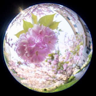 「ヤエザクラ」のサムネイル画像