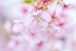「カワヅザクラ(河津桜)」のサムネイル画像