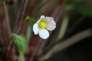 「ワイルドストロベリー」のサムネイル画像