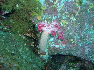 「ウミトサカ」のサムネイル画像