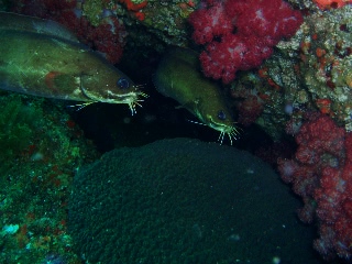 「イタチウオ」のサムネイル画像