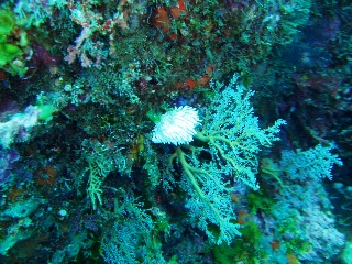 「サクラミノウミウシ」のサムネイル画像