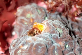 「イバラカンザシ(Christmas tree worm)」のサムネイル画像