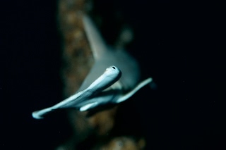 「シュモクザメ(Hammerhead shark)」のサムネイル画像