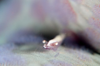 「ヒトデヤドリエビ」のサムネイル画像