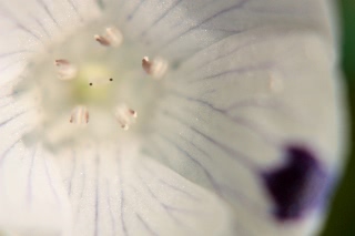 「ネモフィラ」のサムネイル画像