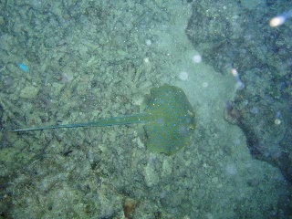 「アオマダラエイ(Blue-spotted Stingray)」のサムネイル画像
