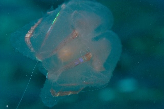 「ツノクラゲ」のサムネイル画像