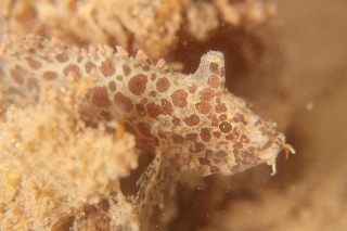 「アゴヒゲオコゼ属の仲間」のサムネイル画像