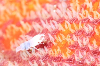 「ソメワケウミクワガタ」のサムネイル画像