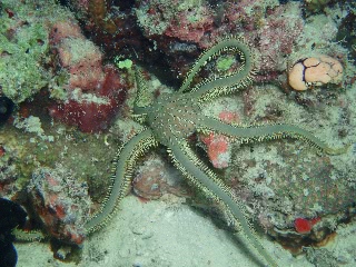 「クモヒトデ」のサムネイル画像