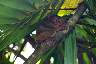「フィリピンメガネザル」のサムネイル画像