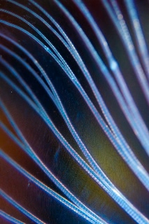 「ミノカサゴ」のサムネイル画像