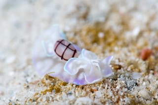 「コンシボリガイ」のサムネイル画像