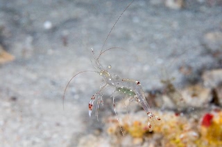 「ソリハシコモンエビ」のサムネイル画像