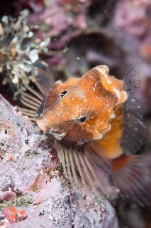 「クチバシカジカ(Grunt Sculpin)」のサムネイル画像