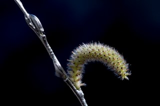 「ネコヤナギ」のサムネイル画像