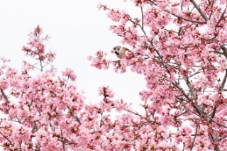 「オカメザクラ」のサムネイル画像