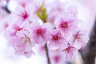 「カワヅザクラ(河津桜)」のサムネイル画像