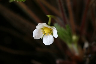 「ワイルドストロベリー」のサムネイル画像