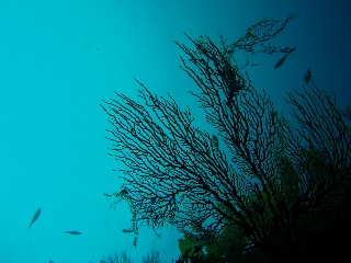 「無題」のサムネイル画像