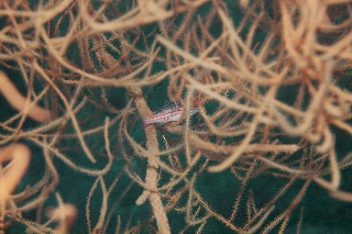 「クダゴンベ(longnose hawkfish)」のサムネイル画像