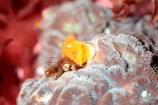 「イバラカンザシ(Christmas tree worm)」のサムネイル画像