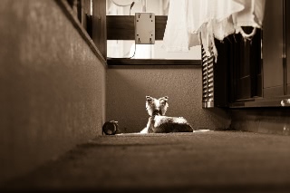 「老い」のサムネイル画像