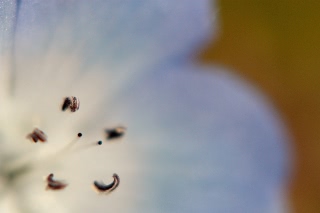 「ネモフィラ」のサムネイル画像