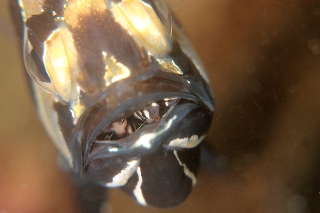 「アマノガワテンジクダイ(バンガイ・カーディナルフィッシュ,banggai cardinalfish)」のサムネイル画像
