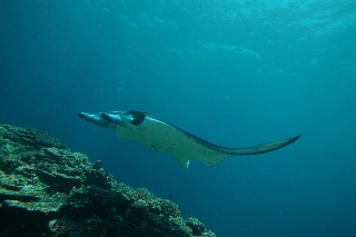 「ナンヨウマンタ」のサムネイル画像