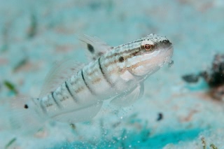 「サラサハゼ(White-barred Goby)」のサムネイル画像