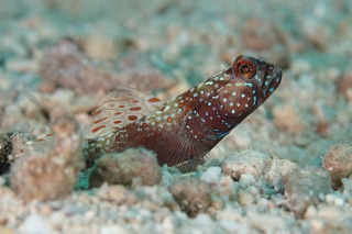 「metallic shrimp-goby(メタリックシュリンプゴビー)」のサムネイル画像