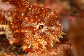 「ナメダンゴ属sp.」のサムネイル画像