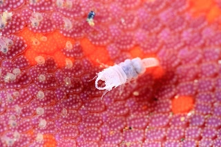 「ソメワケウミクワガタ」のサムネイル画像