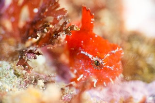 「ナメダンゴ属sp.」のサムネイル画像