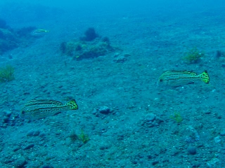 「コロダイ」のサムネイル画像