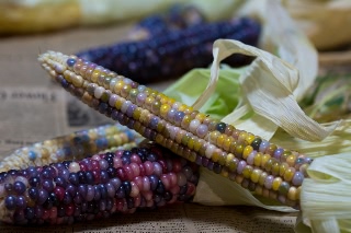 「レインボーコーン(虹色トウモロコシ,七色トウモロコシ,グラスジェムコーン,ジュエリーコーン)」のサムネイル画像