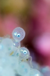 「ヒゲキタノトサカ」のサムネイル画像