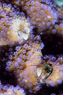 「カンザシヤドカリ(Coral Hermit Crab)」のサムネイル画像