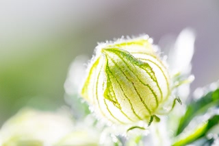 「ギンセンカ(ハイビスカス・トリオナム,銀銭花)」のサムネイル画像