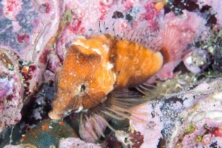 「クチバシカジカ(Grunt Sculpin)」のサムネイル画像