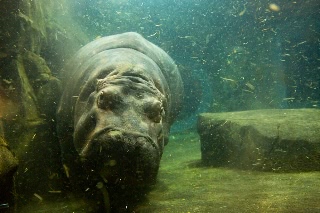 「カバ」のサムネイル画像