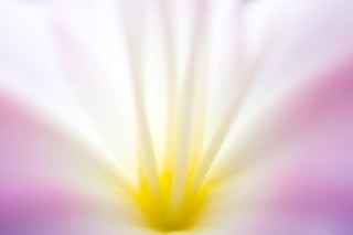 「植物の仲間」のサムネイル画像