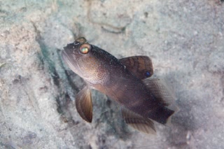 「シマカスリハゼ」のサムネイル画像
