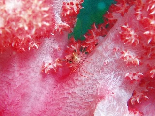 「サラサエビ」のサムネイル画像