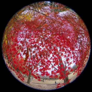 「無題」のサムネイル画像