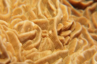 「サンゴの仲間」のサムネイル画像